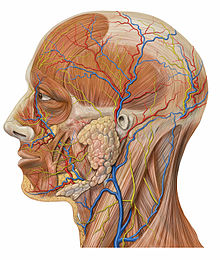 220px-Lateral_head_anatomy_detail