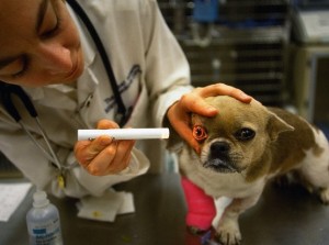 USA - File Photo - New York Animal Medical Center