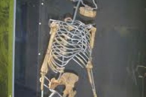 Изучение теории строения костей