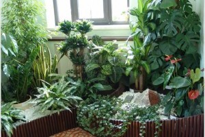 Польза от растений в комнате: здоровье в вашей квартире