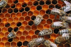 Польза пчелиной перги для организма