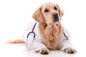 Преимущества услуги ветеринара на дом