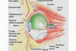 Как определить болезни по глазам человека