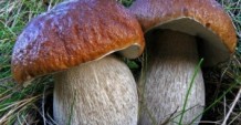 Эксперты рекомендуют заменить красное мясо белыми грибами