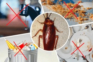 Нужно ли бороться с тараканами?